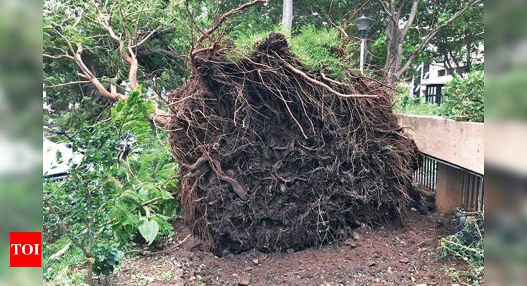 Mumbai: Tree uprooted by cyclone restored in Vikhroli | Mumbai News - Times of India