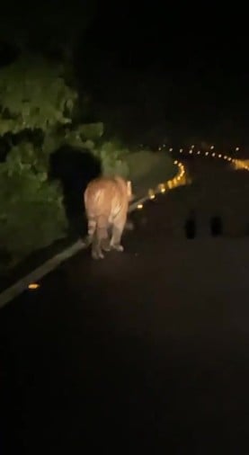Tiger Seen On The Bridge Of Kosi River - कोसी नदी के पुल पर दिखा बाघ - Nainital News