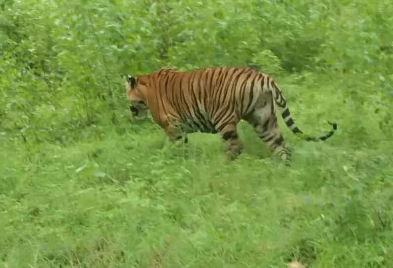 Increase in the number of tigers || புலிகள் எண்ணிக்கை அதிகரிப்பு