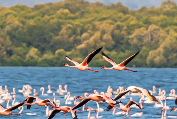 Ramsar Site Four More Wetlands Of India Got Recognition - रामसर स्थल : भारत की चार और आद्रभूमियों को मिली मान्यता  - Amar Ujala Hindi News Live