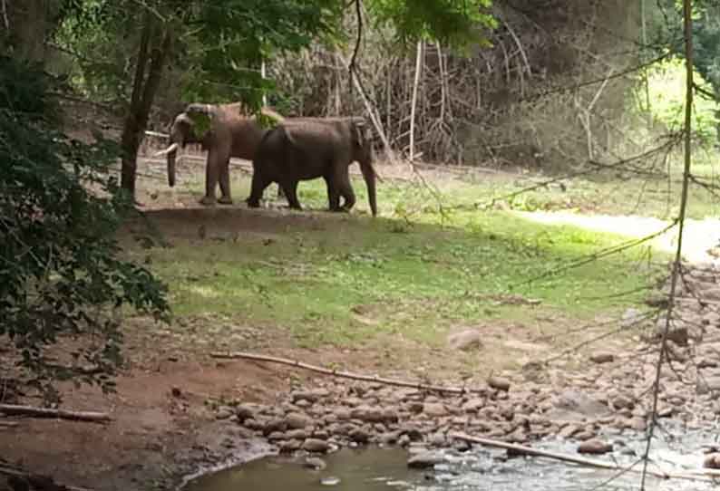 Rivaldo elephant who started associating with fellow elephants || சக யானைகளுடன் பழக தொடங்கிய ‘ரிவால்டோ’ யானை