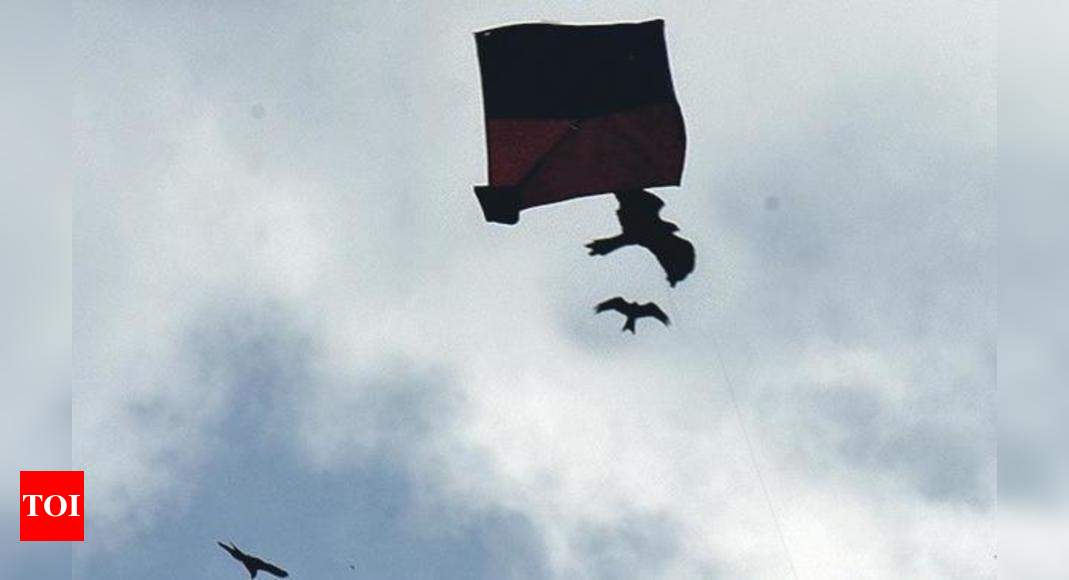 Strings attached to joy: Banned manjha injures hundreds of birds, cuts short lives | Delhi News - Times of India