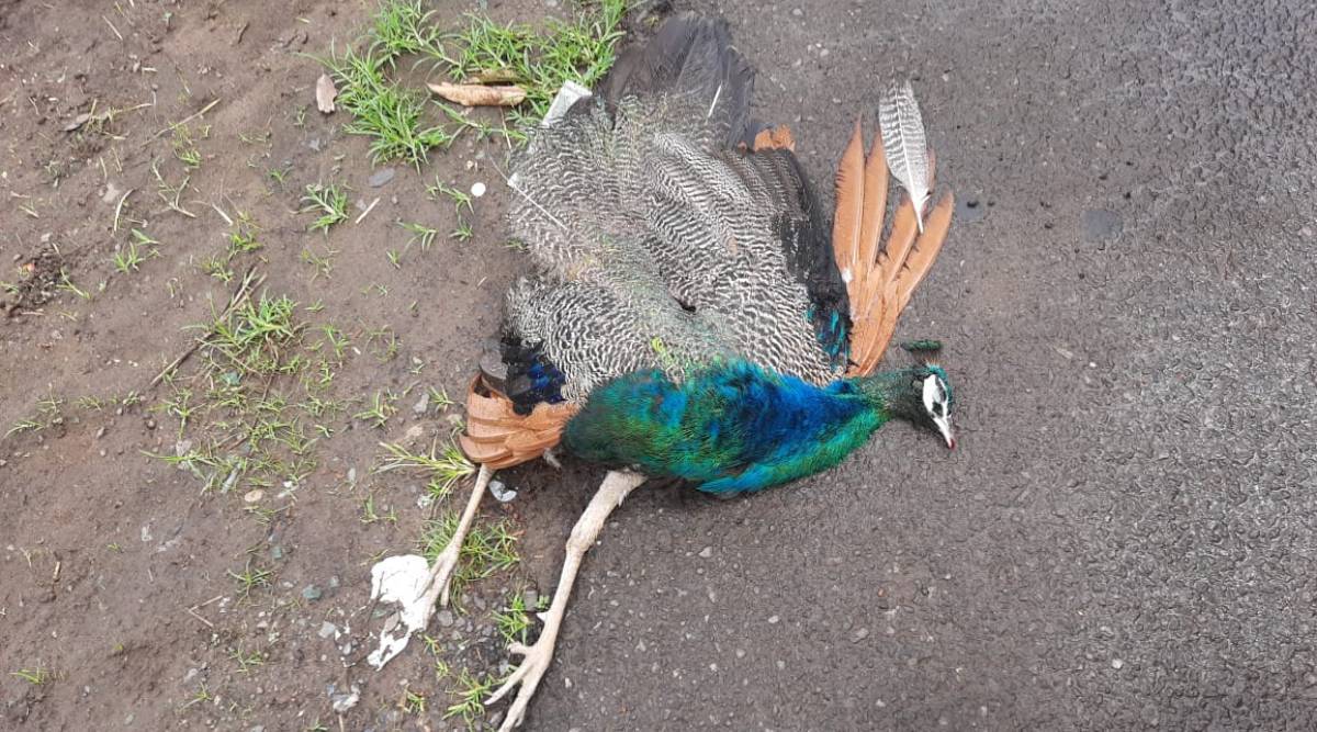 Kerala: Man dead as peacock flies into motorbike | India News,The Indian Express