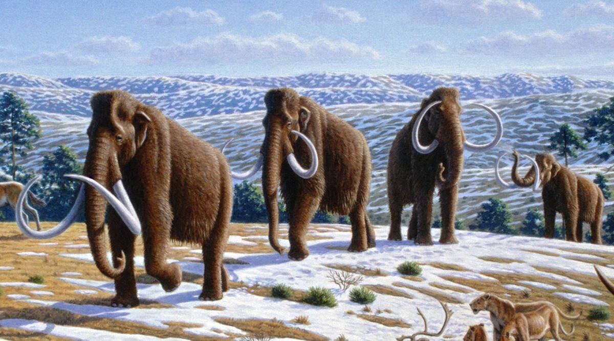 Scientists document life of Alaskan wooly mammoth using his tusk | Technology News,The Indian Express