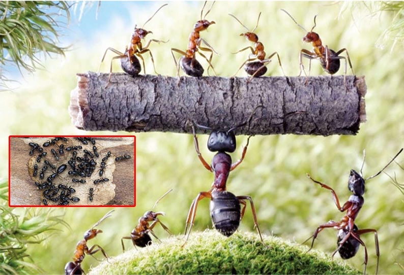 Of the world The first farmer ant || உலகின் முதல் விவசாயி ‘எறும்பு’