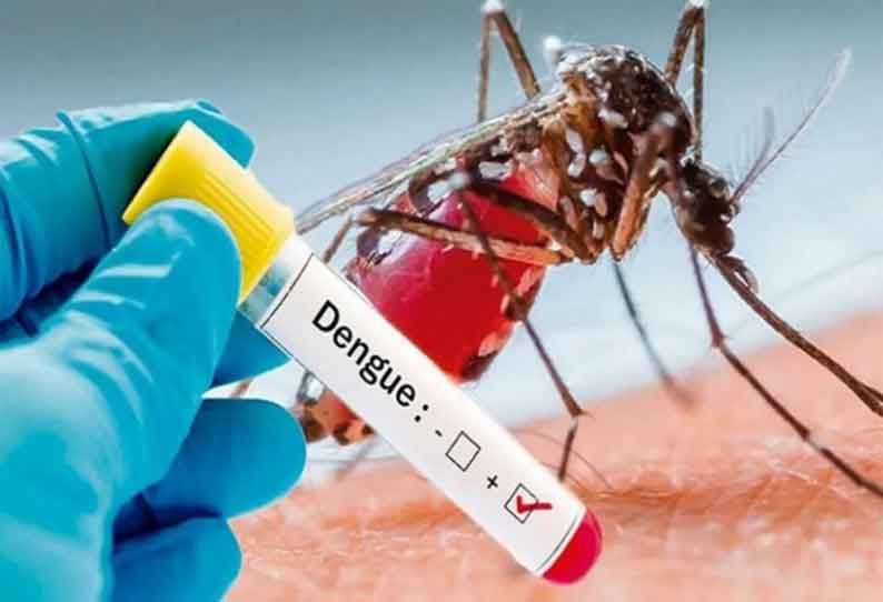 Dengue Fever Kills 7, Over 21,000 Individuals Infected in Sri Lanka This Year || இலங்கையில் டெங்கு காய்ச்சலால் இதுவரை 21,000 பேர் பாதிப்பு