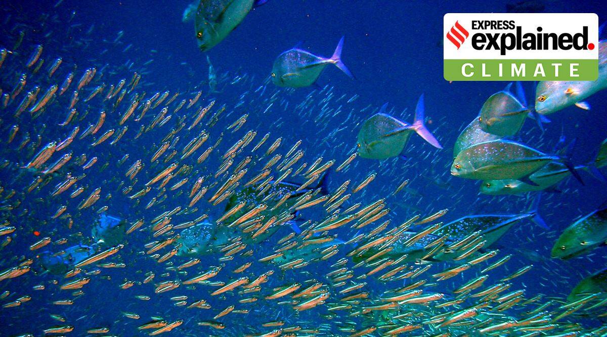 Explained: What will happen to fish as oceans warm? | Explained News,The Indian Express