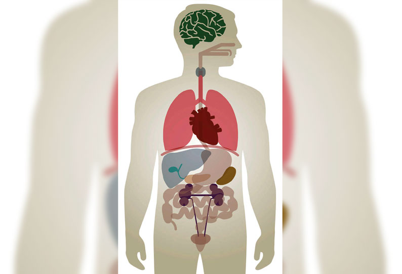 The human body The miracle of || மனித உடல் என்னும் அதிசயம்