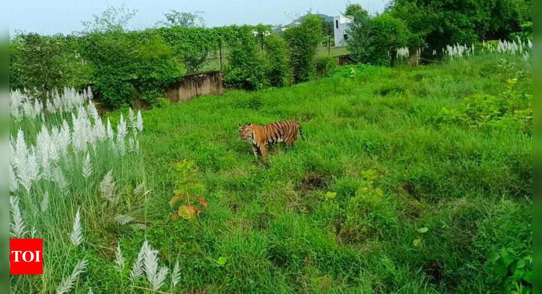 Tigress checks-in at Tadoba resort, fails to find way out | Nagpur News - Times of India