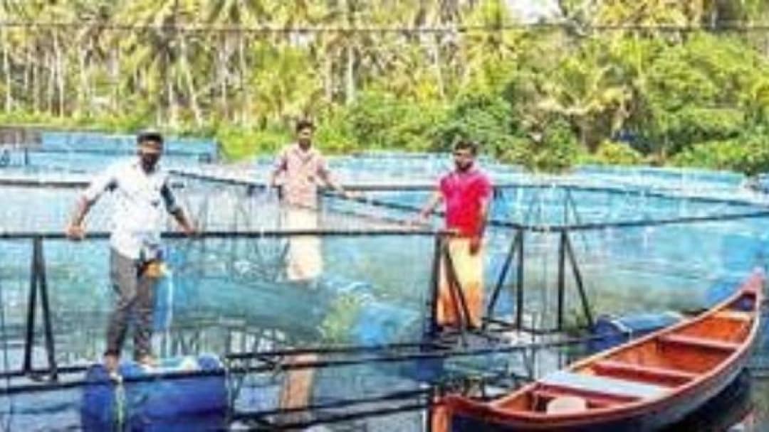 കയറിന്റെ നാട്ടില്‍ വിളയുന്നതു കരിമീന്‍ | Carp in place of coir