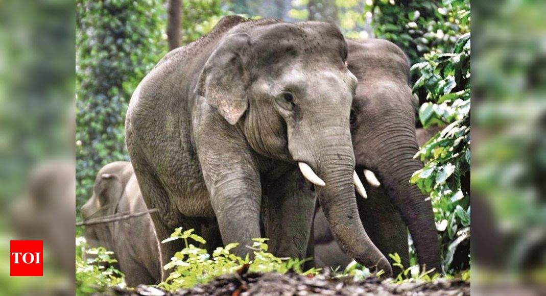 BRAND LOGOS/TOI PLUS LOGO White