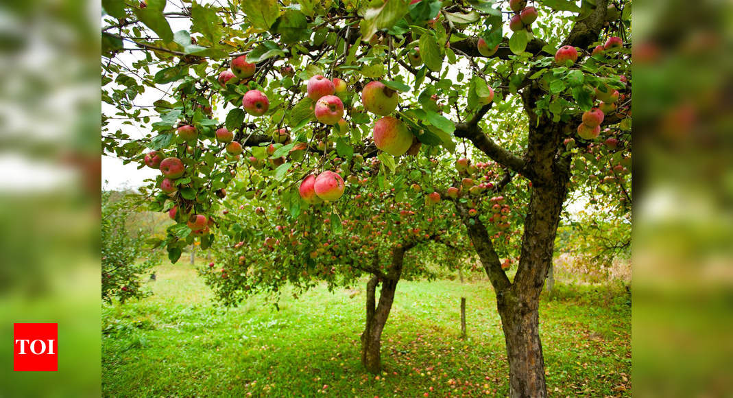 IIT researchers develop model to detect multiple diseases on apple-tree leaves by using images - Times of India