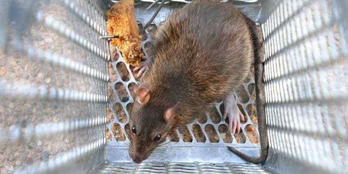 Understanding Effective Rodent Control for Your Home