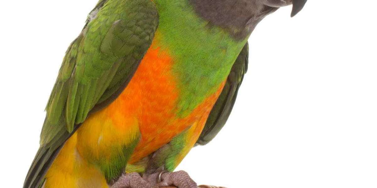 How Can You Find Healthy Senegal and Quaker Parrots for Sale Across the USA